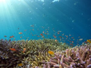 Read more about the article Plenty of fish in the sea